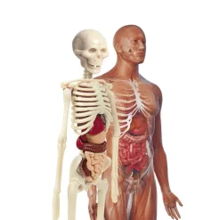 CLEMENTONI Juegos Y Juguetes Educativos-Laboratorio de Anatomía